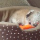 Durmiendo con su juguetito :) es un ángelito!!